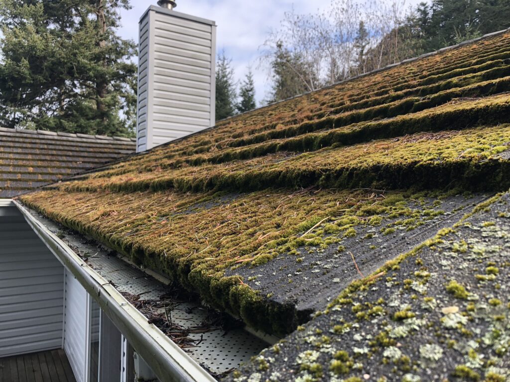 Moss Removal